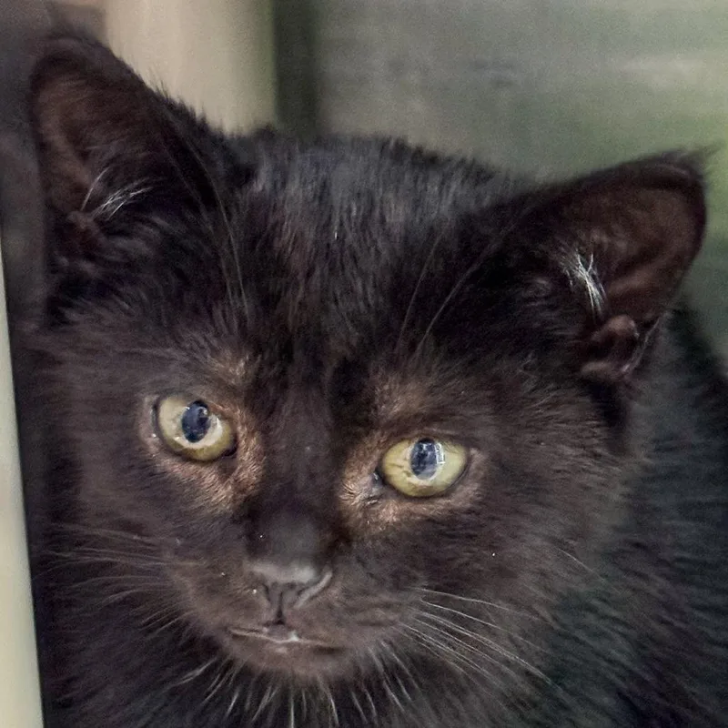 A baby small-sized male Black Domestic Short Hair cat named Lobster for adoption in Kennebunk, ME