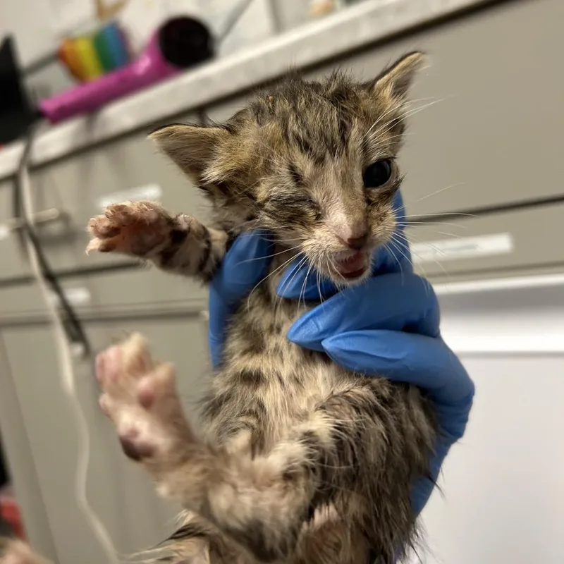 A baby small-sized male Brown / Chocolate Domestic Short Hair cat named Zuzu for adoption in Greenville, SC