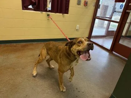 An adult large-sized male Mixed Breed dog named Dwayne for adoption in Independence, MO