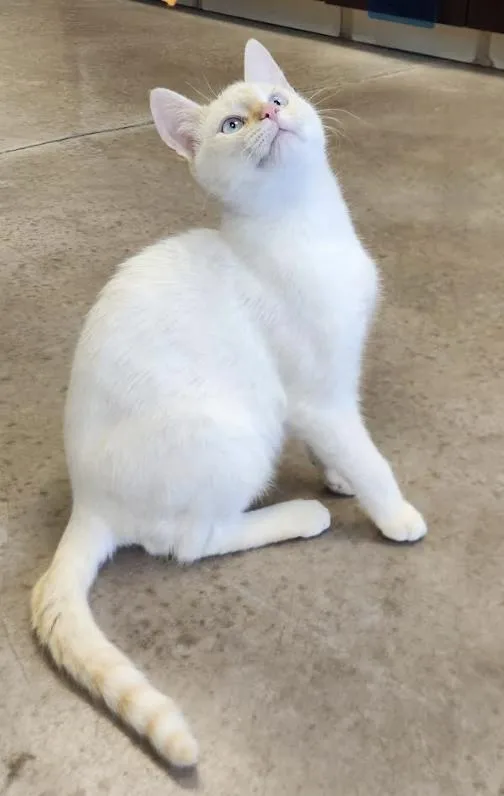 A young medium-sized male Siamese cat named Pierre for adoption in Buena Vista, CO