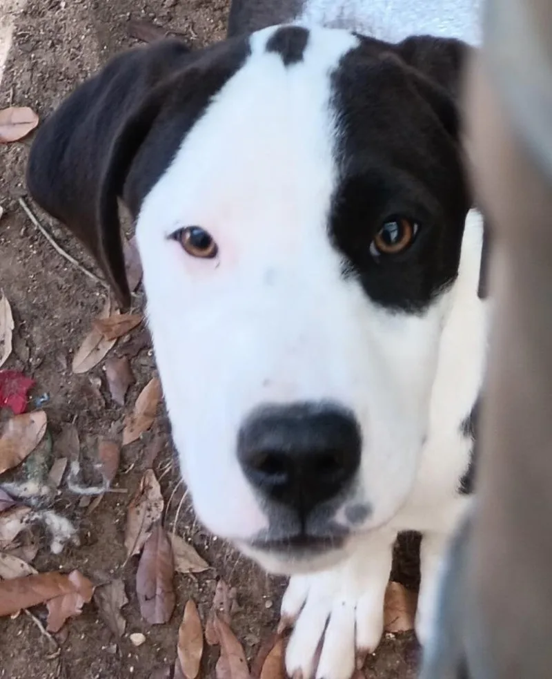 A baby medium-sized female Pointer dog named Nova for adoption in Marianna, FL