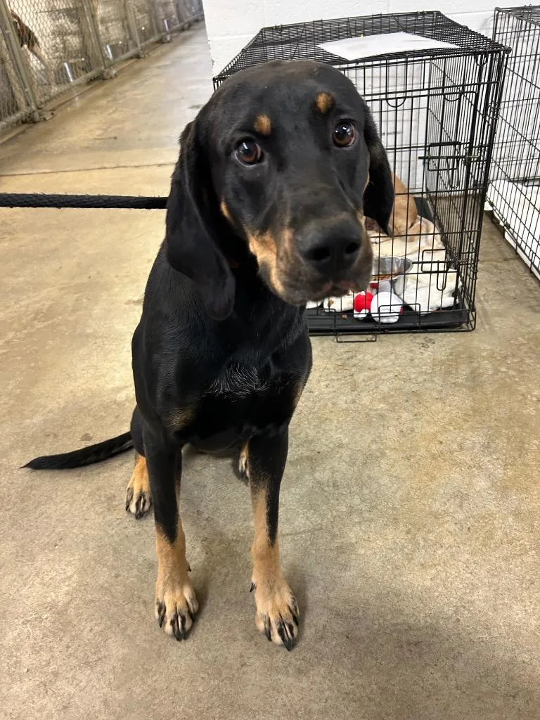A young large-sized male Hound dog named Skattebo for adoption in Chickamauga , GA
