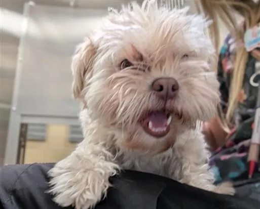 An adult small-sized female Poodle dog named Cotton for adoption in Denver, CO