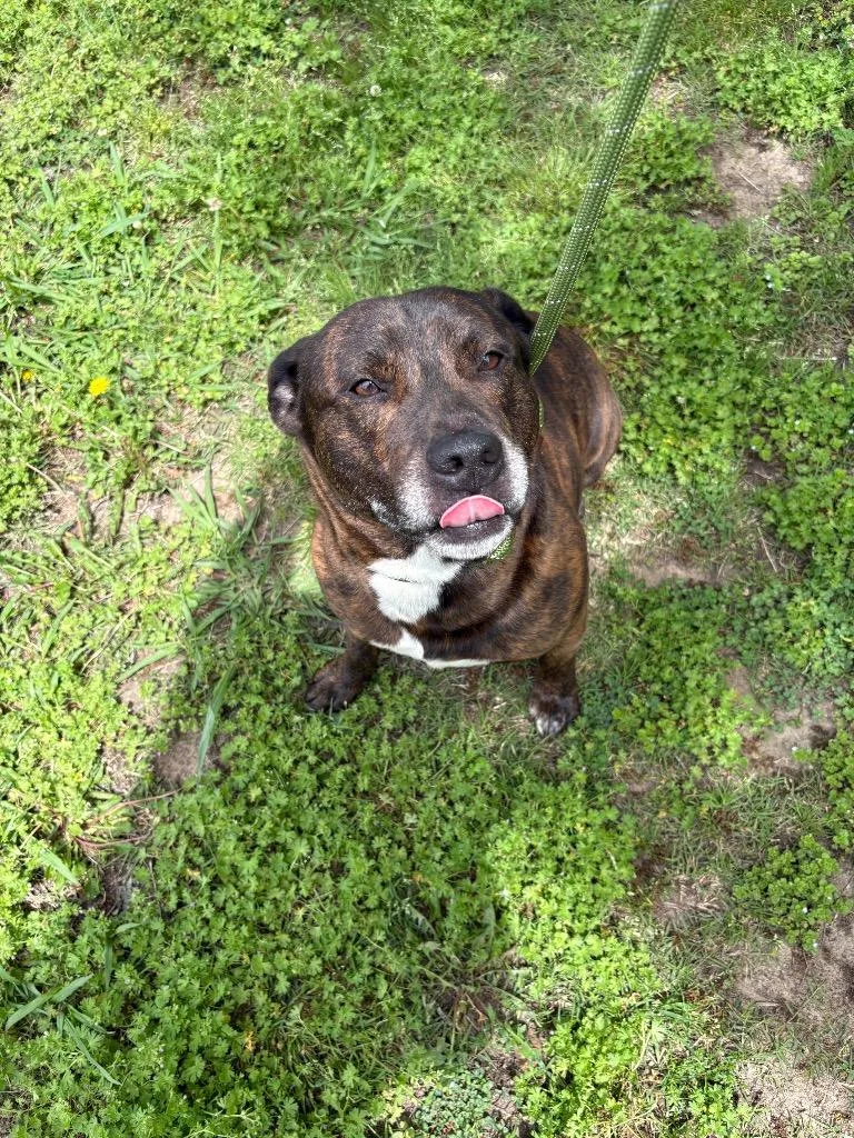 An adult medium-sized male Staffordshire Bull Terrier dog named Cody Bear for adoption in Ada, OK
