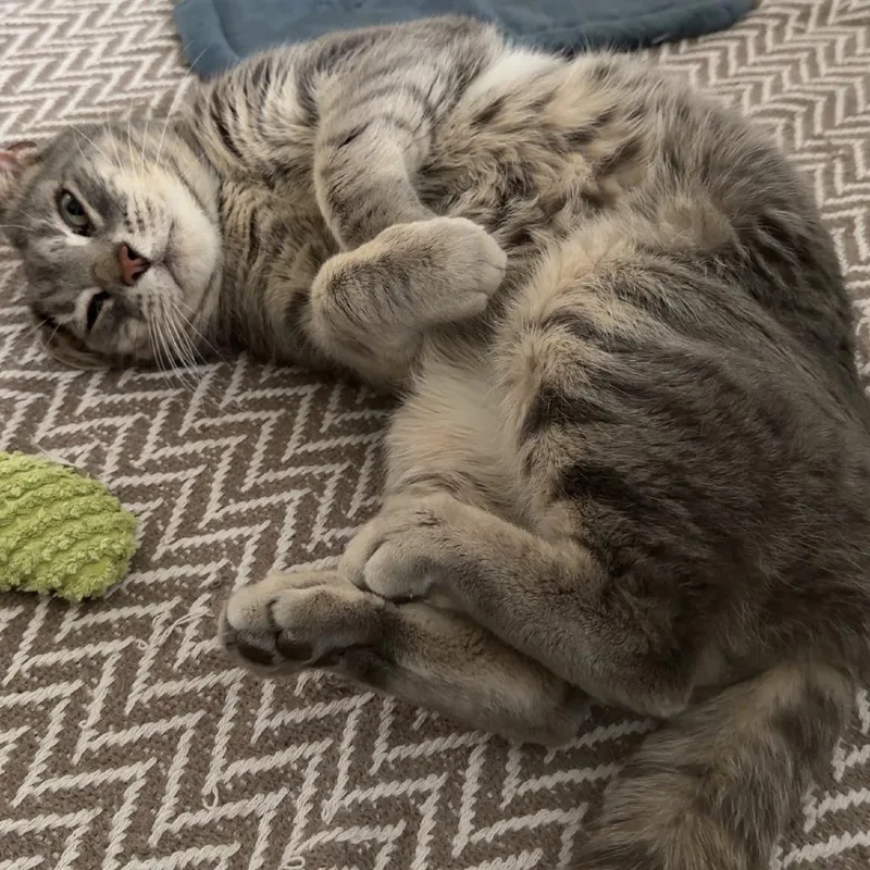 Mr Chips thumbnail 2