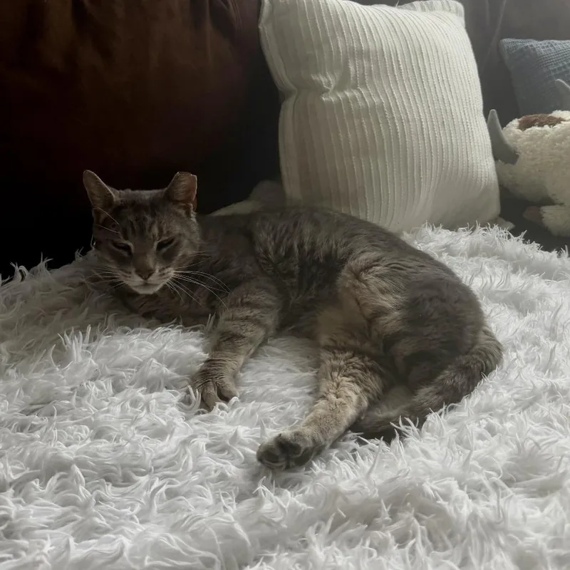 Mr Chips thumbnail 4