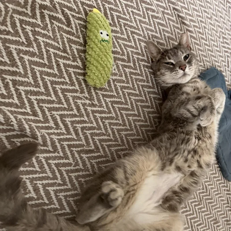 Mr Chips thumbnail 5