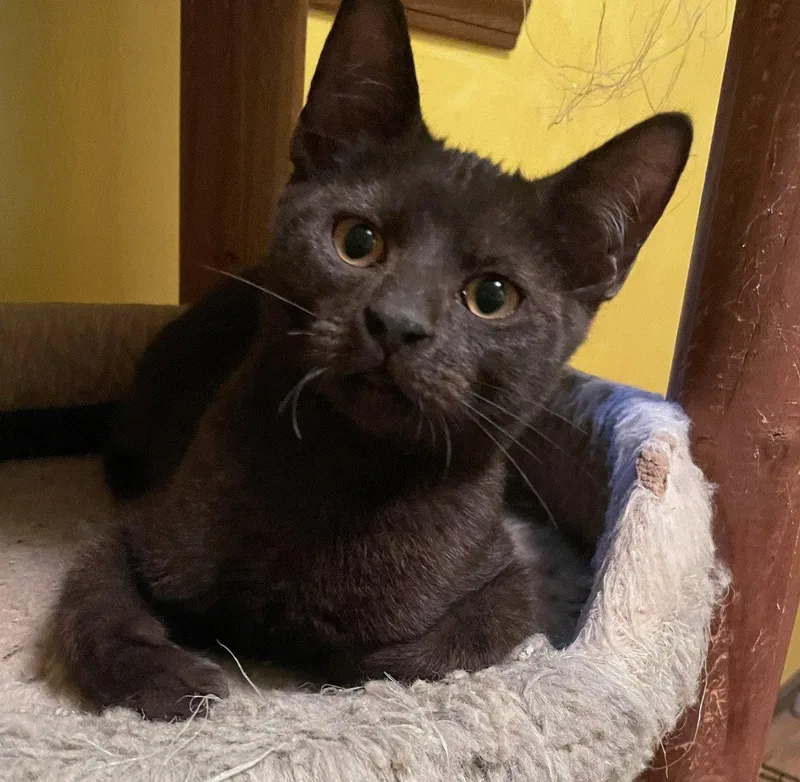 A baby medium-sized male Black Domestic Short Hair cat named Rocky for adoption in Kansas City, MO