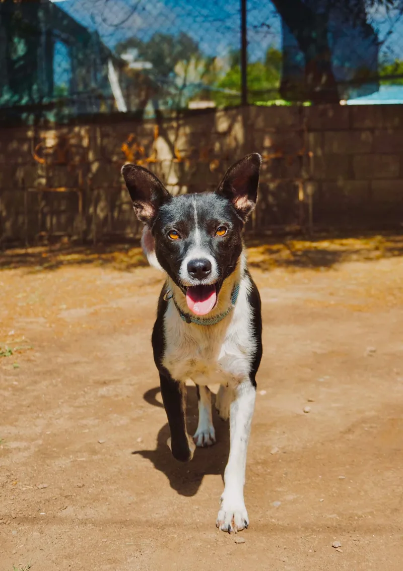 A young medium-sized female Border Collie dog named Buenas for adoption in San Diego, CA