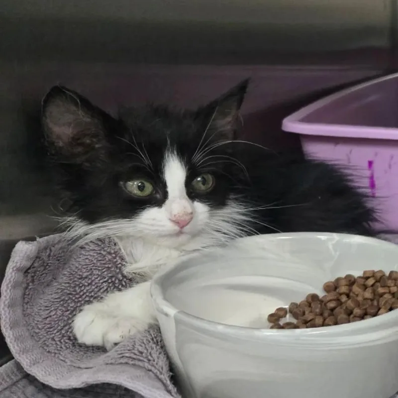 A baby small-sized female Black Domestic Short Hair cat named Twizzler for adoption in Jupiter, FL
