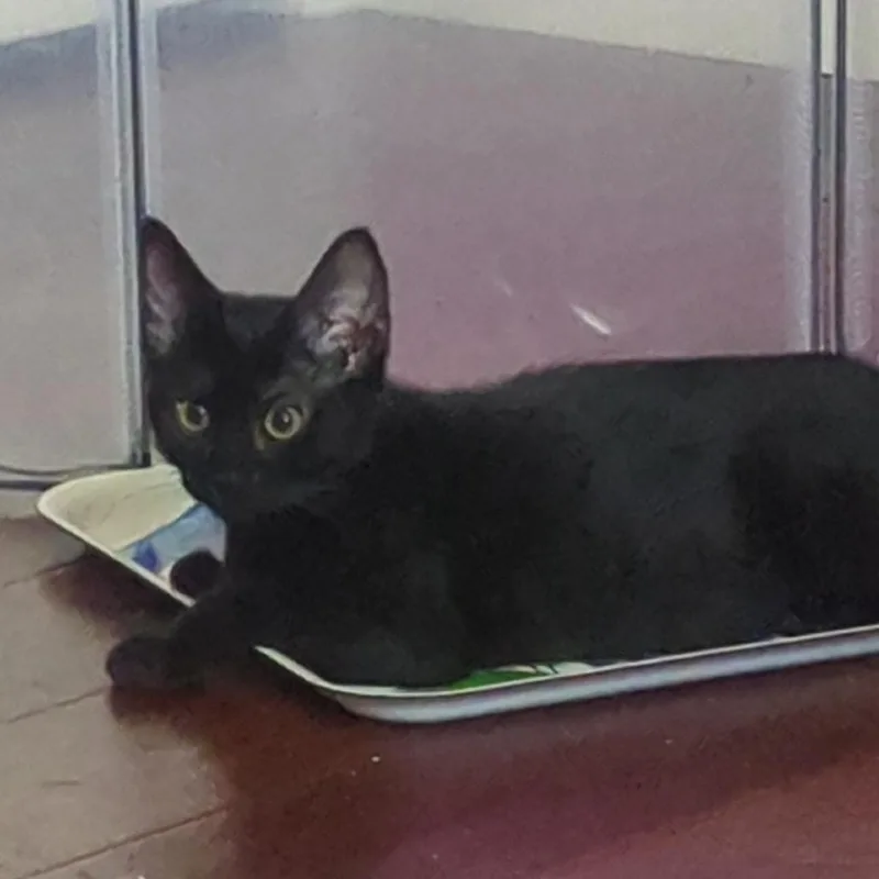 A baby small-sized female Black Domestic Short Hair cat named Sapa for adoption in Westminster, CA