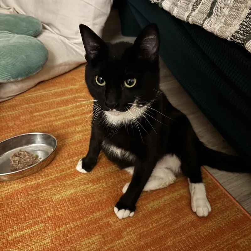 A young medium-sized female Black Domestic Short Hair cat named Ankle Socks for adoption in PITTSBURGH, PA