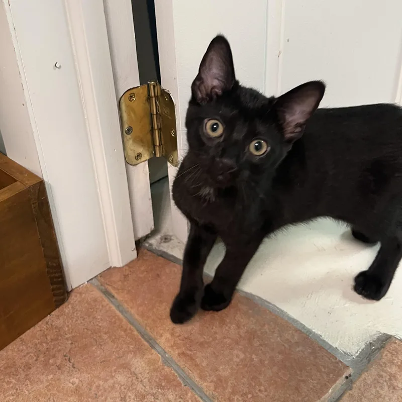 A baby small-sized female Black Domestic Short Hair cat named Anabel for adoption in Indianapolis, IN