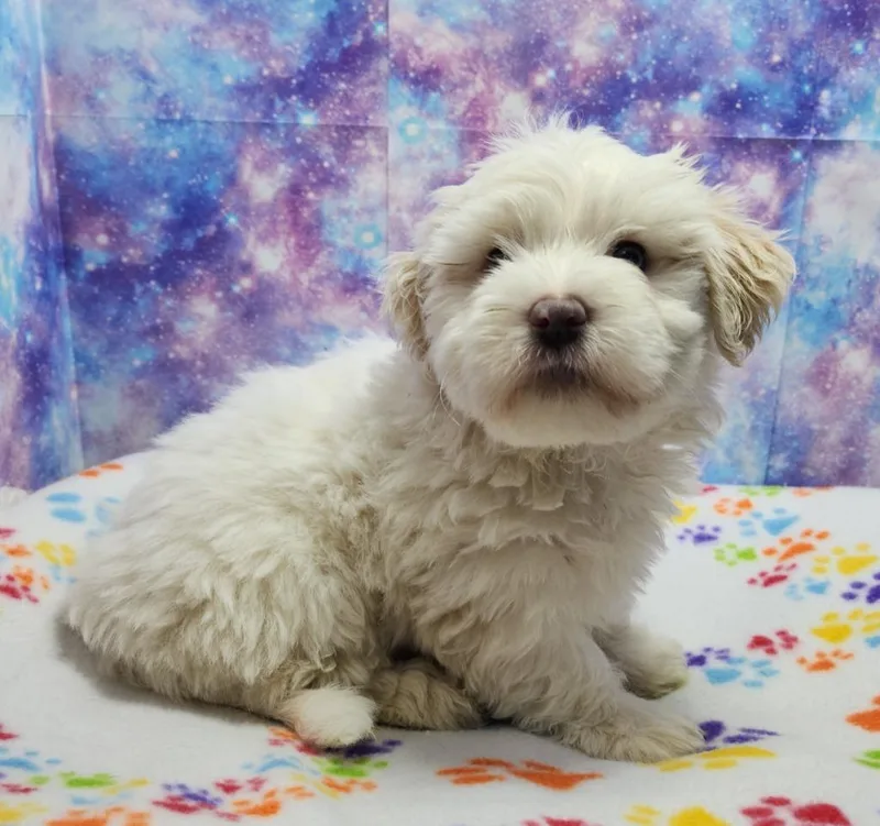 A baby medium-sized female Maltese dog named Parfait for adoption in Washington Court House, OH