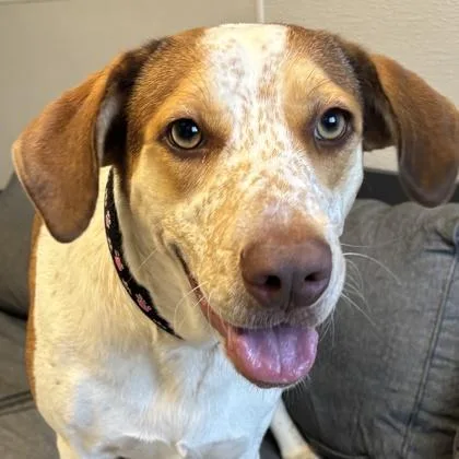 An adult large-sized female Red / Chestnut / Orange Mixed Breed dog named Belle Isle for adoption in Lansing, MI