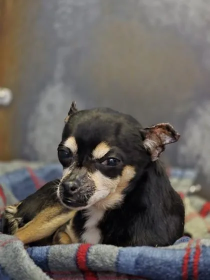 An adult small-sized male Chihuahua dog named Charles for adoption in Roseville, CA