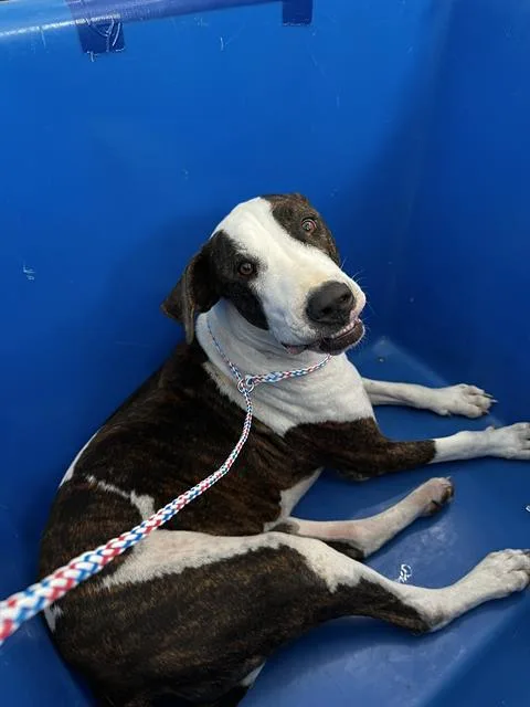 A young large-sized male Mixed Breed dog named Chango for adoption in Dallas, TX
