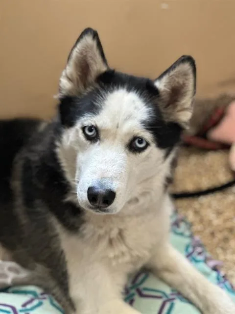 A young medium-sized female Siberian Husky dog named Katara for adoption in Frisco, CO