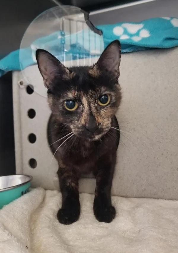 An adult small-sized female Domestic Short Hair cat named Queenie for adoption in Escondido, CA