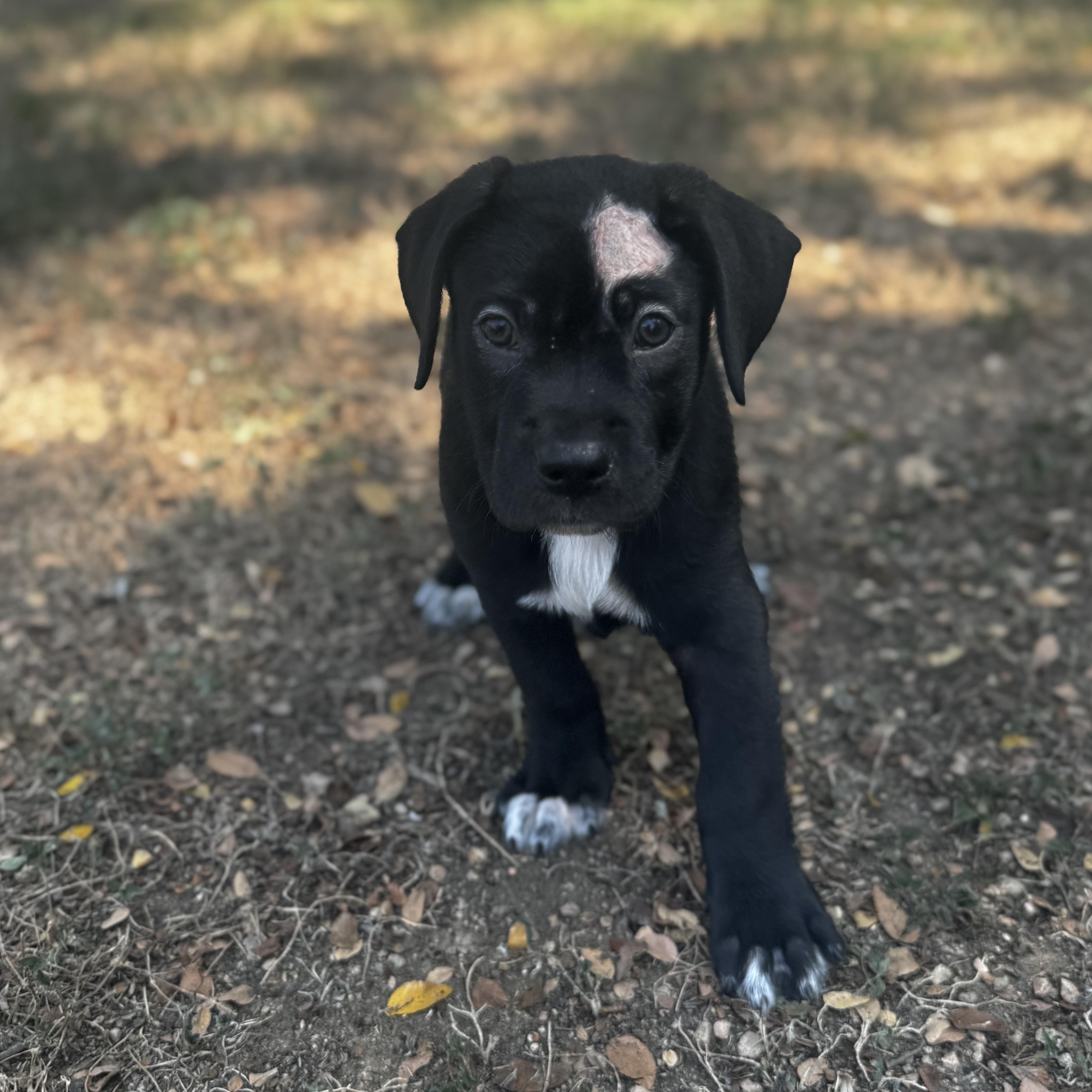 A baby large-sized female Retriever dog named Miracle for adoption in Bulverde, TX