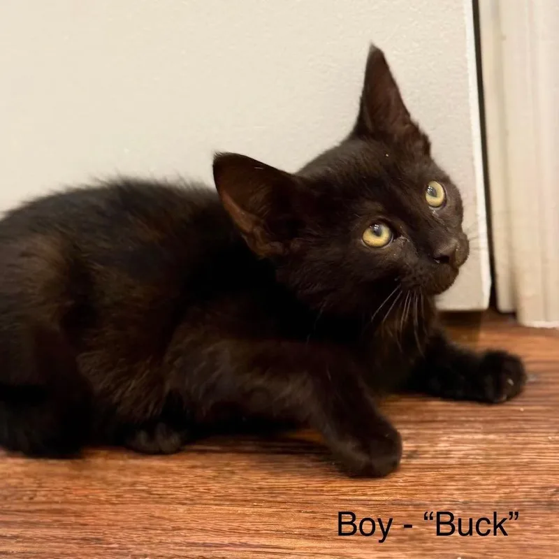 A baby small-sized male Black Domestic Short Hair cat named Buck for adoption in Nampa, ID