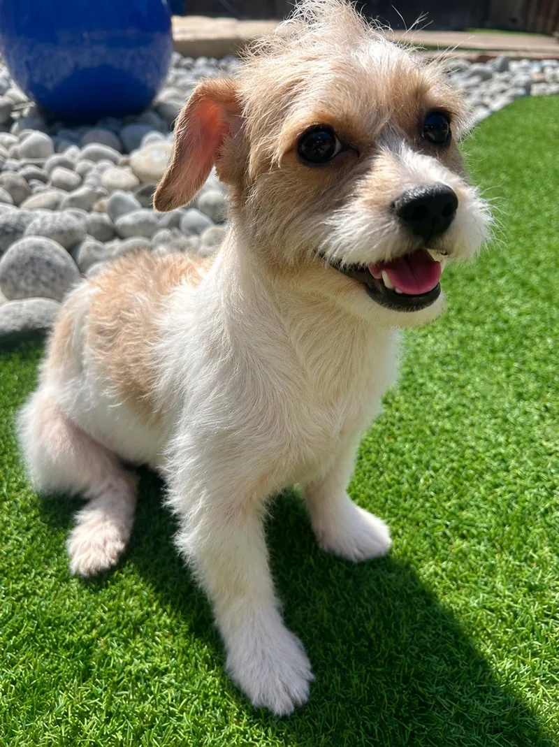Buster