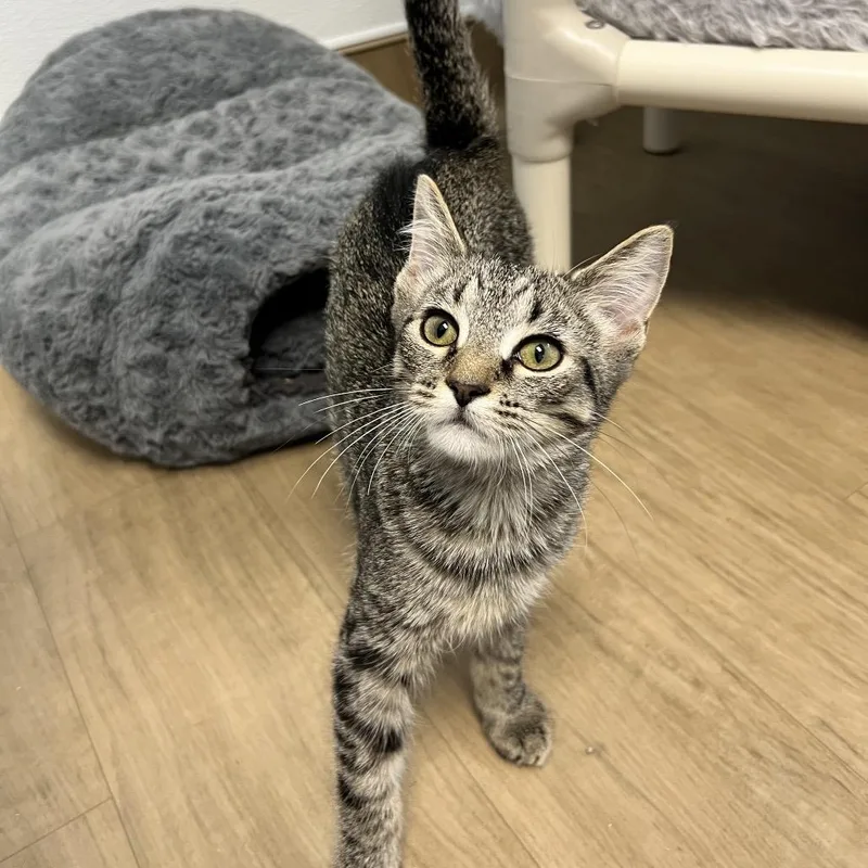 A young small-sized male Brown / Chocolate Domestic Short Hair cat named Bro for adoption in Oneonta, NY