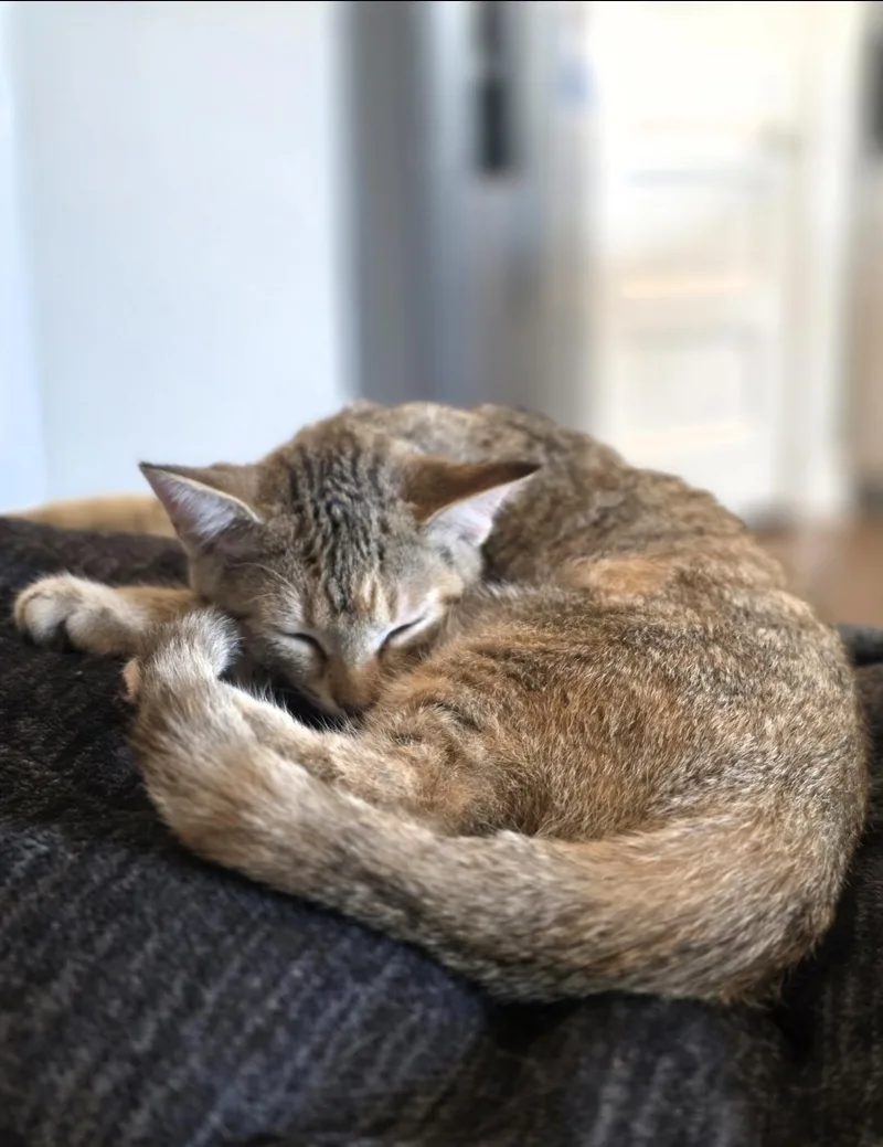 A baby medium-sized female Tabby (Brown / Chocolate) Domestic Short Hair cat named Rose for adoption in Lincoln, NE