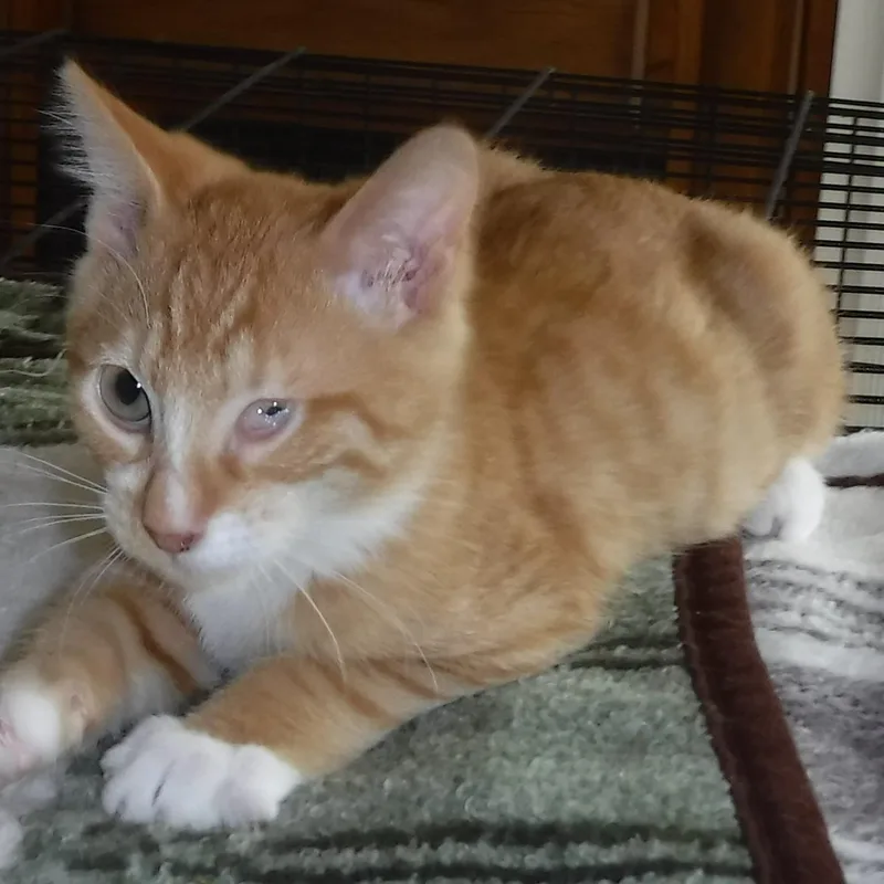 A baby medium-sized male Tabby (Orange / Red) Tabby cat named Jake Super Social for adoption in Hoquiam, WA