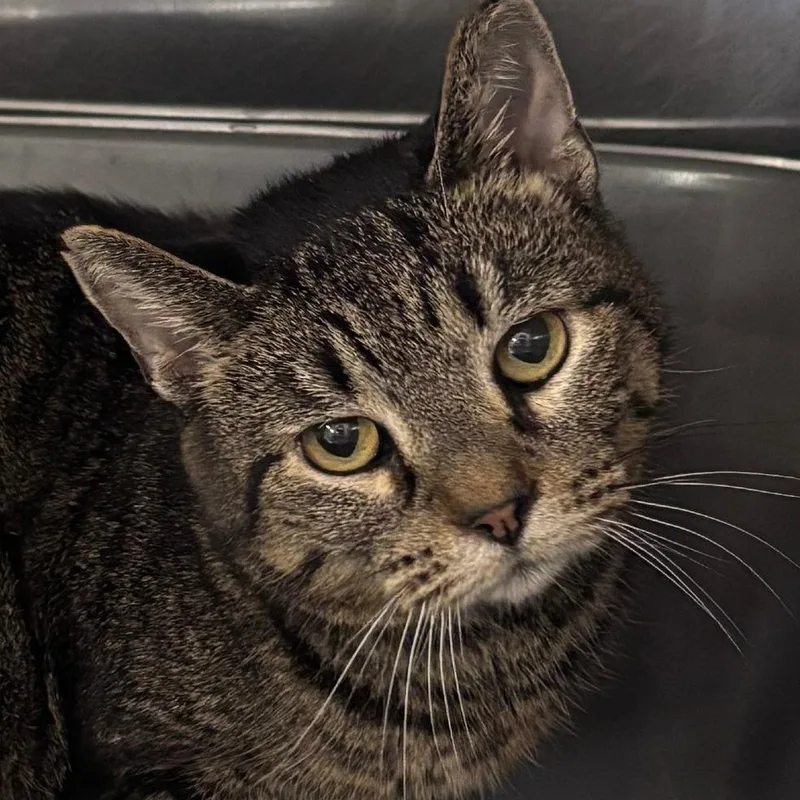 An adult medium-sized female Domestic Short Hair cat named Rukia for adoption in Indianapolis, IN