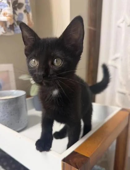 A baby small-sized female Domestic Short Hair cat named Sheltie for adoption in Madison, NJ