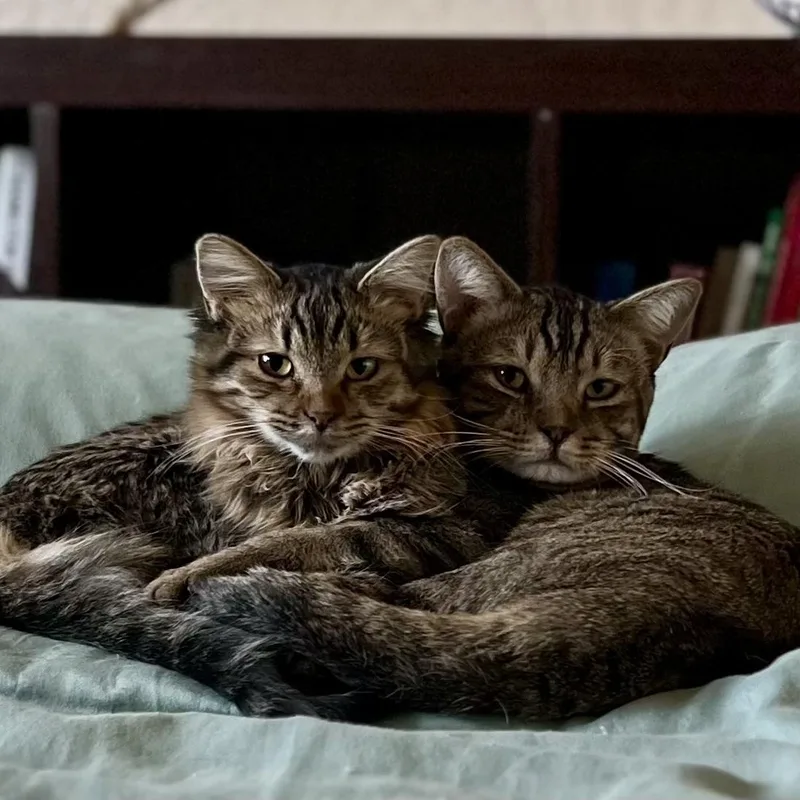 Bonnie and Clyde
