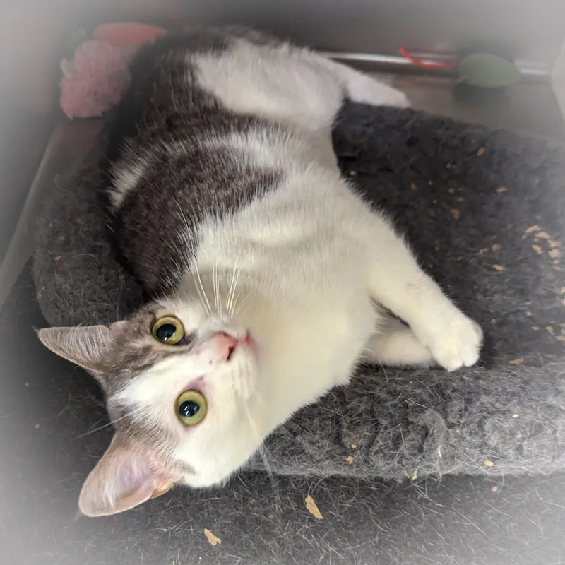 Gwendolyn thumbnail 2