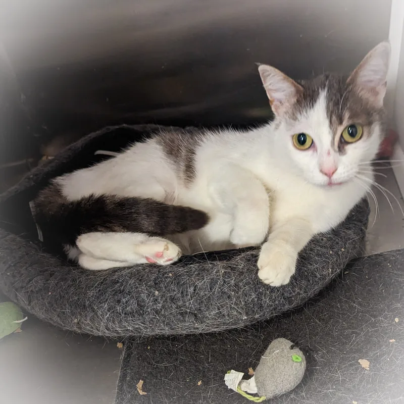 Gwendolyn thumbnail 3