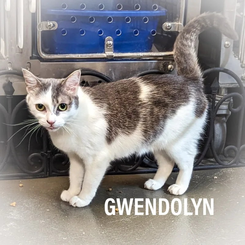 Gwendolyn thumbnail 5
