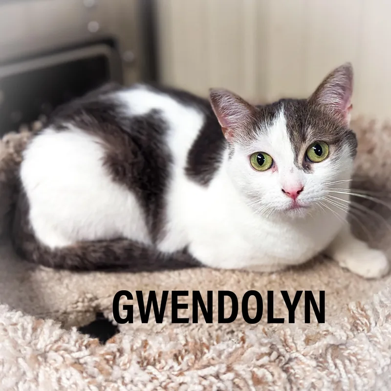 Gwendolyn thumbnail 6