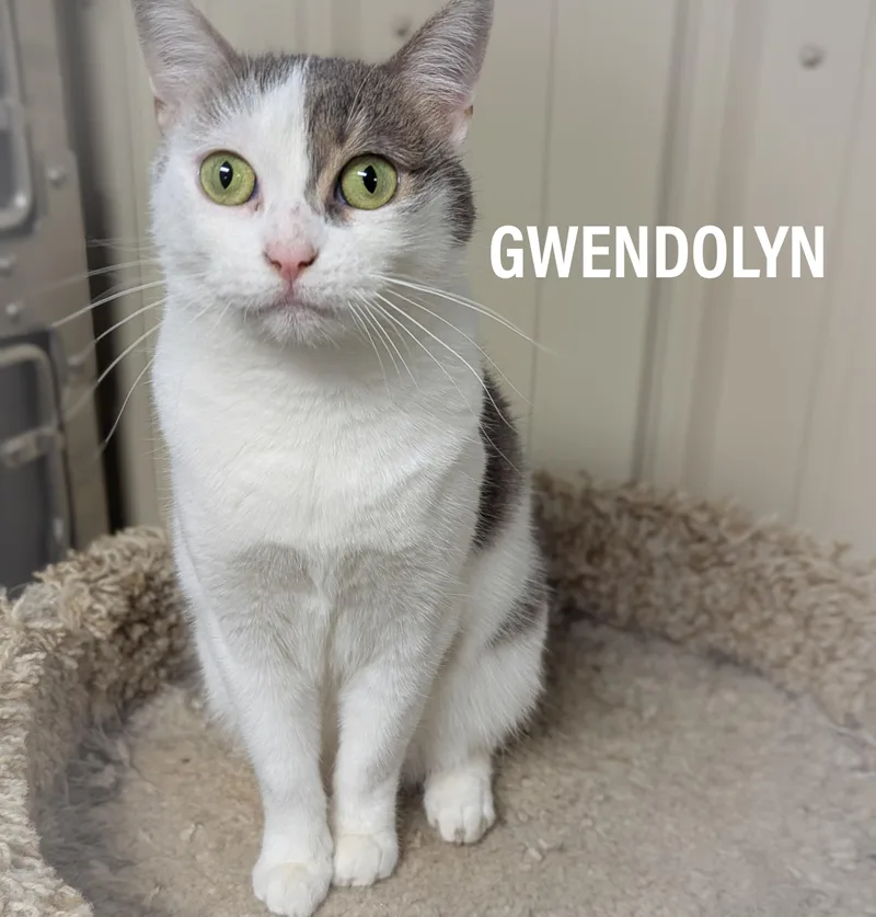 Gwendolyn