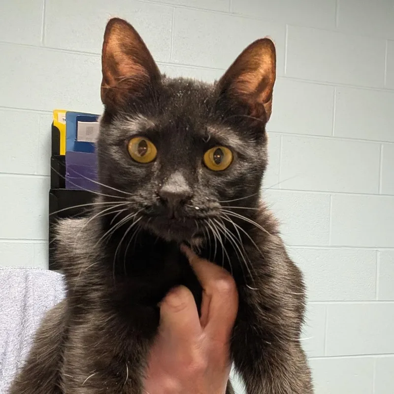 A young medium-sized male Black Domestic Short Hair cat named Little Man for adoption in DeKalb, IL