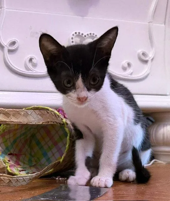 A baby medium-sized male Black & White / Tuxedo Domestic Short Hair cat named Milo for adoption in Orlando, FL