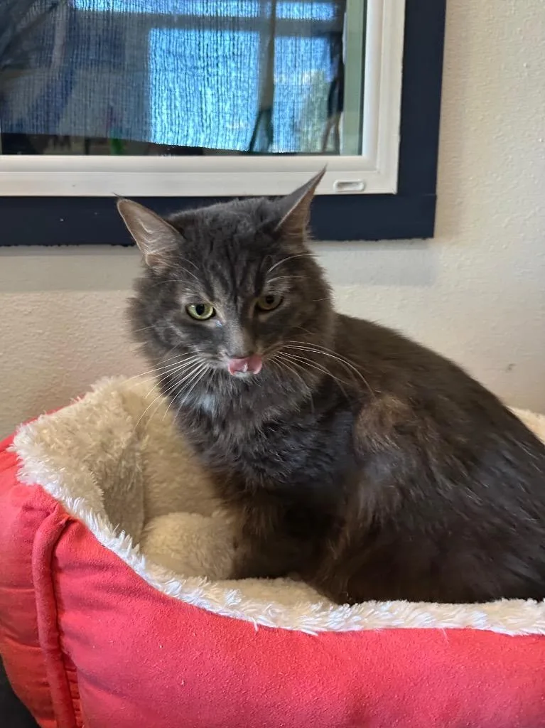 An adult small-sized female Domestic Medium Hair cat named Lovey for adoption in Newberg, OR