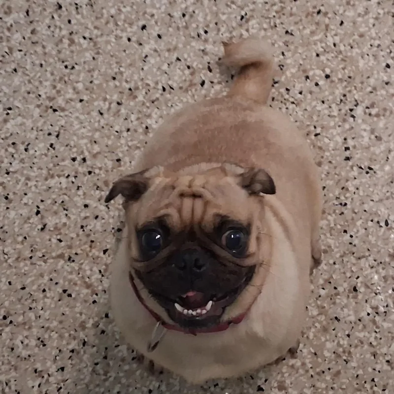An adult small-sized female Yellow / Tan / Blond / Fawn Pug dog named Delamar for adoption in LOXAHATCHEE, FL