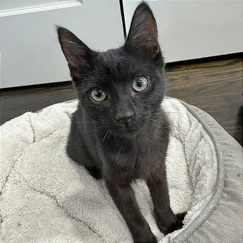 A baby small-sized male Black Domestic Short Hair cat named Benito for adoption in Pleasant Hill, CA