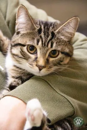 An adult medium-sized female Domestic Short Hair cat named Jingle for adoption in Potsdam, NY