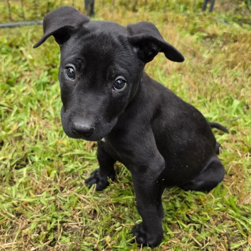 A baby large-sized male Black Belgian Shepherd / Malinois dog named Murphy for adoption in Centralia, WA