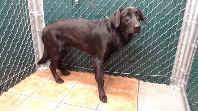 A young medium-sized male Labrador Retriever dog named Winchester for adoption in Downey, CA