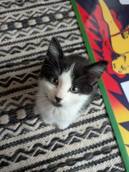 A baby small-sized male Domestic Short Hair cat named Goro for adoption in Woodbury, MN