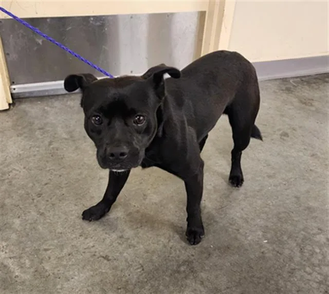 A young small-sized male Staffordshire Bull Terrier dog named Duck for adoption in Tustin, CA