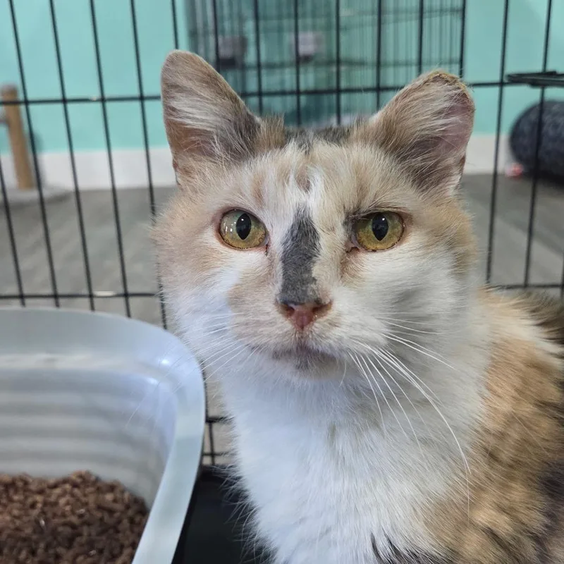 An adult medium-sized female Calico Domestic Short Hair cat named Pioneer Honey for adoption in Marion, VA