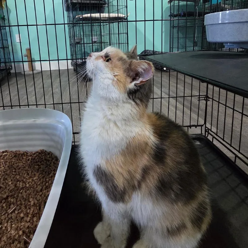 Pioneer Honey thumbnail 2