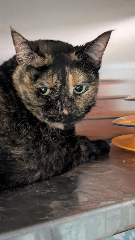An adult large-sized female Domestic Short Hair cat named Dottie for adoption in Papillion, NE